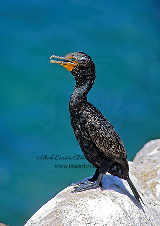 Annopterum auritum  DOUBLE-CRESTED CORMORANT 123223z