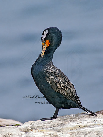 Annopterum auritum  DOUBLE-CRESTED CORMORANT 107435-1z