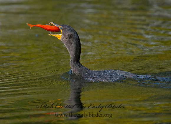 Annopterum auritum  DOUBLE-CRESTED CORMORANT 9006521z