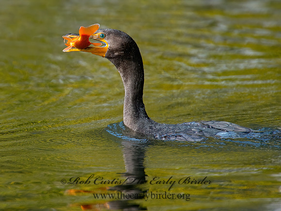 Annopterum auritum  DOUBLE-CRESTED CORMORANT 9006520z
