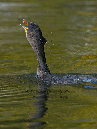 Annopterum auritum  DOUBLE-CRESTED CORMORANT 9006522z