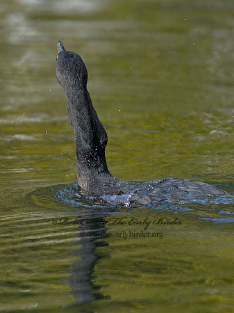 Annopterum auritum  DOUBLE-CRESTED CORMORANT 9006523z