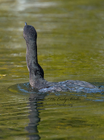 Annopterum auritum  DOUBLE-CRESTED CORMORANT 9006524z