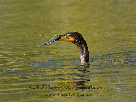 Annopterum auritum  DOUBLE-CRESTED CORMORANT 9006530z