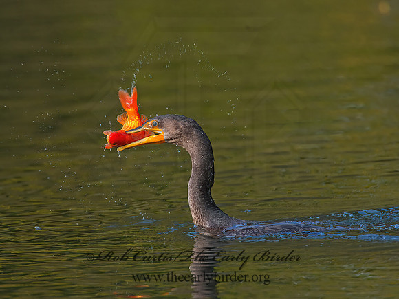Annopterum auritum  DOUBLE-CRESTED CORMORANT 9006542z