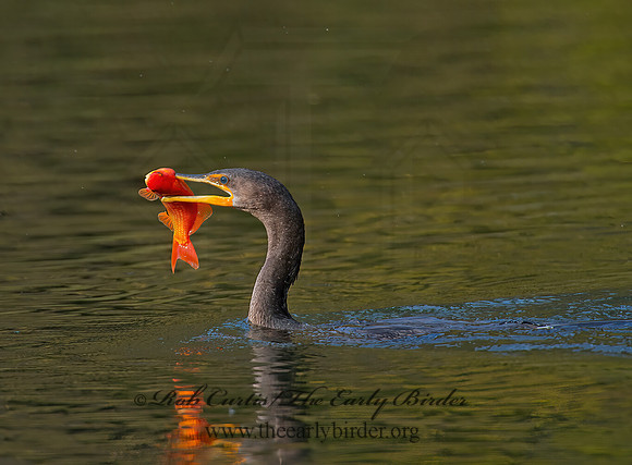 Annopterum auritum  DOUBLE-CRESTED CORMORANT 9006548z
