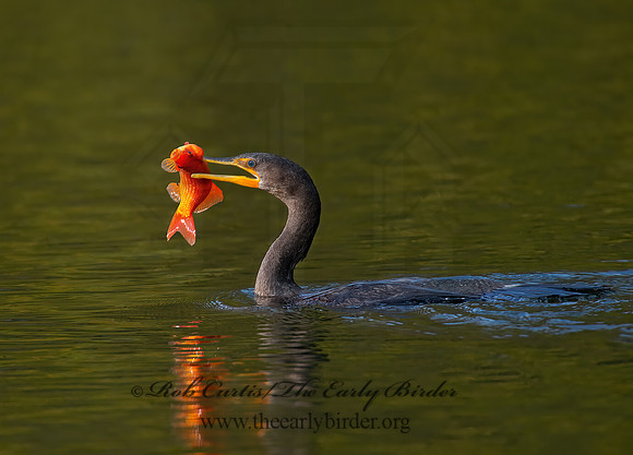 Annopterum auritum  DOUBLE-CRESTED CORMORANT 9006584z
