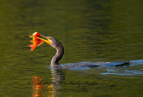 Annopterum auritum  DOUBLE-CRESTED CORMORANT 9006574z