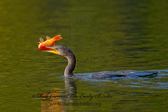 Annopterum auritum  DOUBLE-CRESTED CORMORANT 9006576z