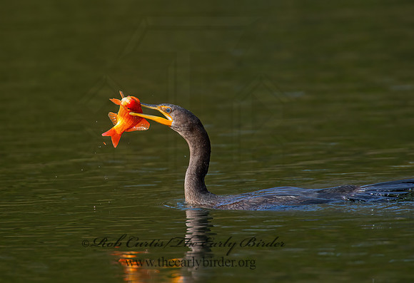 Annopterum auritum  DOUBLE-CRESTED CORMORANT 9006562z