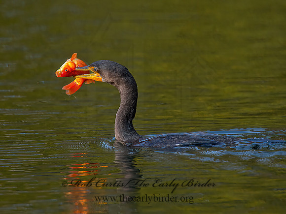 Annopterum auritum  DOUBLE-CRESTED CORMORANT 9006592z