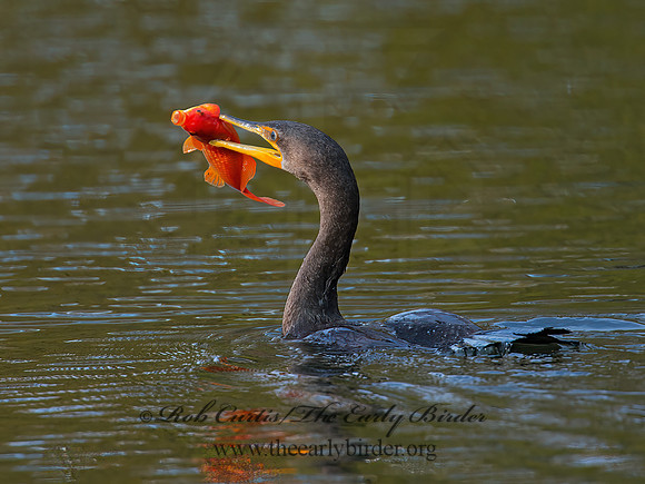 Annopterum auritum  DOUBLE-CRESTED CORMORANT 9006597z