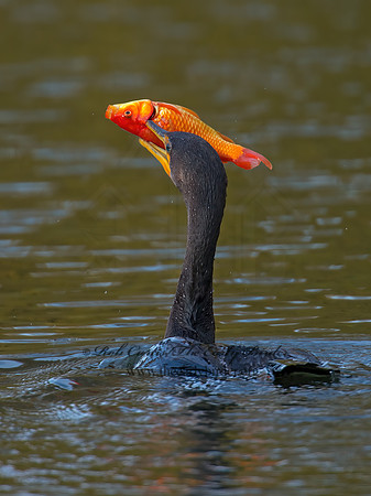 Annopterum auritum  DOUBLE-CRESTED CORMORANT 9006601z
