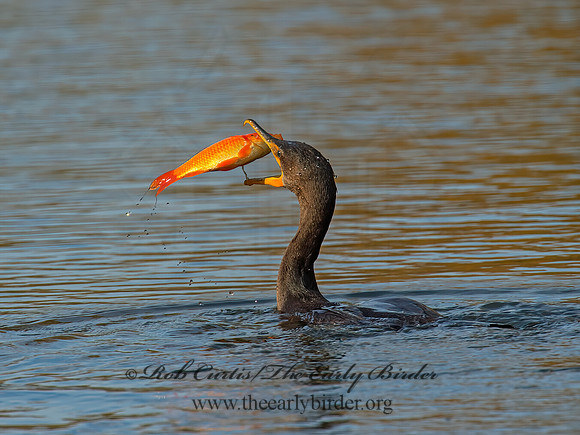Annopterum auritum  DOUBLE-CRESTED CORMORANT 9006604z