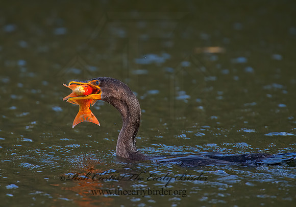 Annopterum auritum  DOUBLE-CRESTED CORMORANT 9006614z