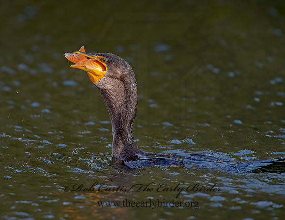 Annopterum auritum  DOUBLE-CRESTED CORMORANT 9006618z