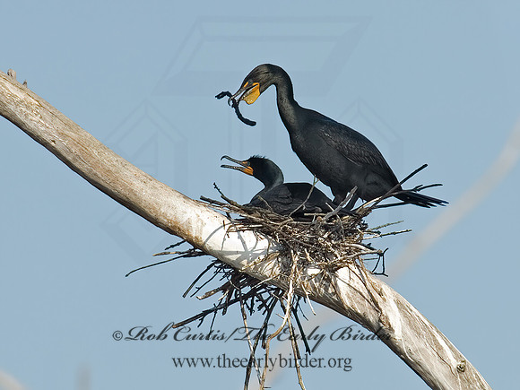 Annopterum auritum  DOUBLE-CRESTED CORMORANT 6003191z