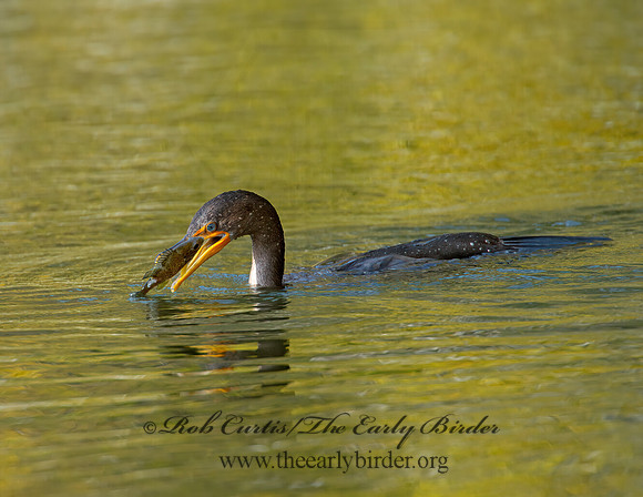 Annopterum auritum  DOUBLE-CRESTED CORMORANT 9006534z