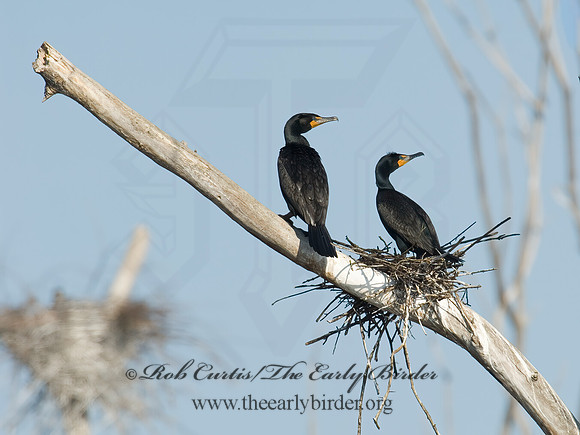 Annopterum auritum  DOUBLE-CRESTED CORMORANT 6003194z