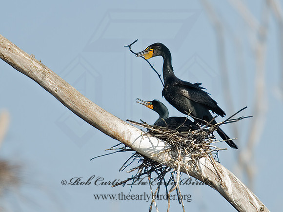 Annopterum auritum  DOUBLE-CRESTED CORMORANT 6003198z