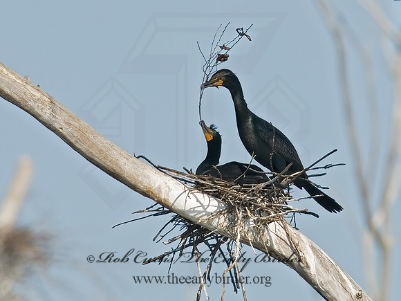 Annopterum auritum  DOUBLE-CRESTED CORMORANT 6003209z