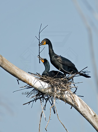 Annopterum auritum  DOUBLE-CRESTED CORMORANT 6003220z