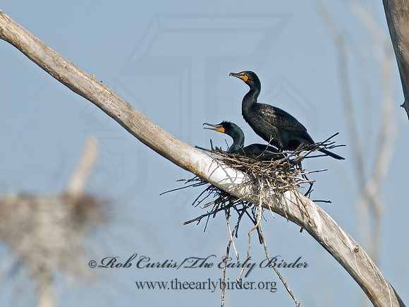 Annopterum auritum  DOUBLE-CRESTED CORMORANT 6003223z
