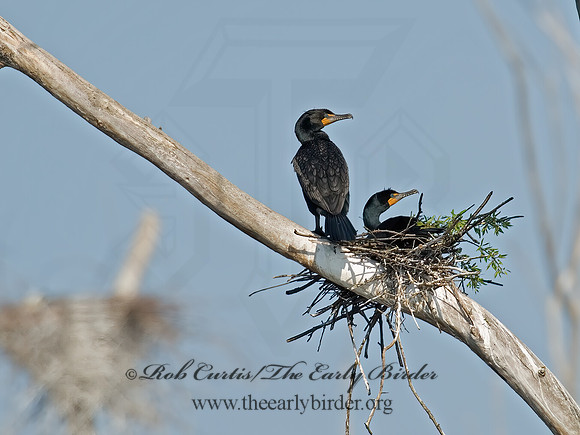 Annopterum auritum  DOUBLE-CRESTED CORMORANT 6003231z
