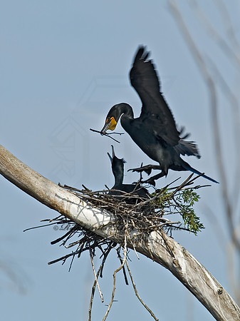 Annopterum auritum  DOUBLE-CRESTED CORMORANT 6003245z