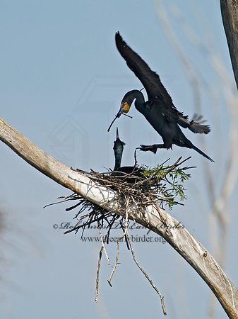 Annopterum auritum  DOUBLE-CRESTED CORMORANT 6003232z