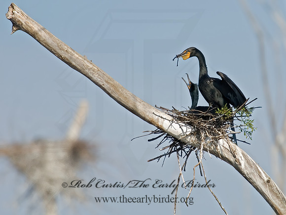 Annopterum auritum  DOUBLE-CRESTED CORMORANT 6003234z