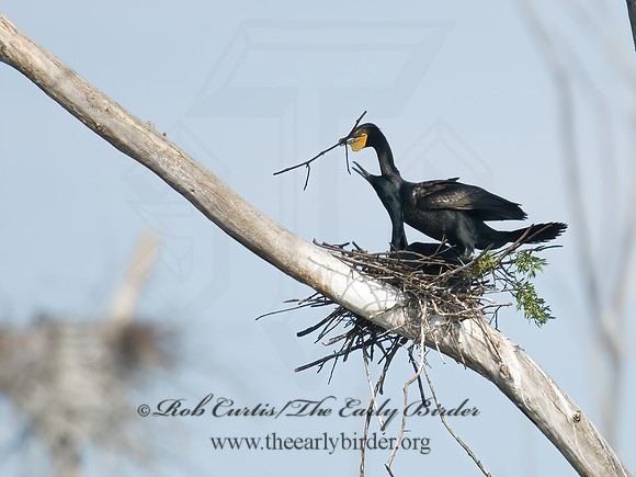 Annopterum auritum  DOUBLE-CRESTED CORMORANT 6003246z