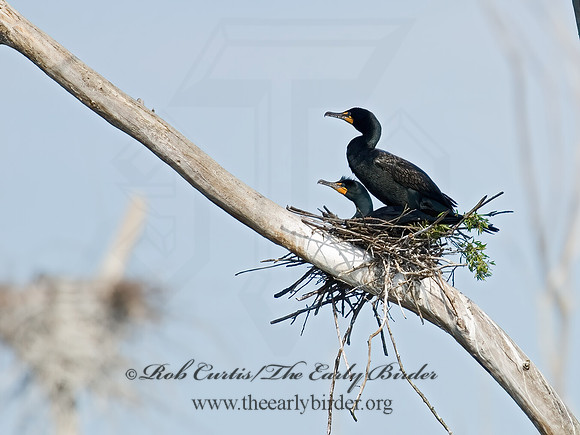 Annopterum auritum  DOUBLE-CRESTED CORMORANT 6003249z