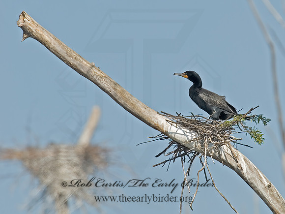 Annopterum auritum  DOUBLE-CRESTED CORMORANT 6003255z