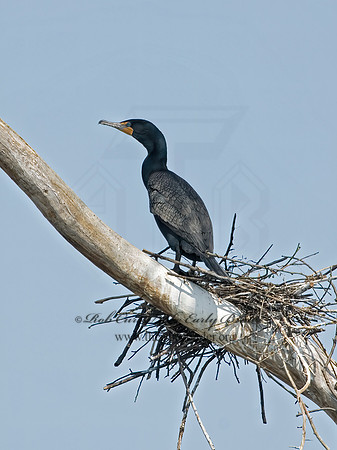 Annopterum auritum  DOUBLE-CRESTED CORMORANT 6003271z