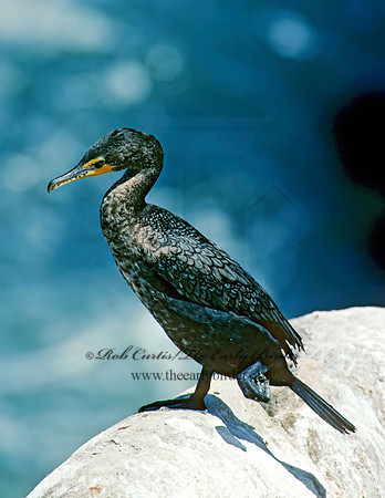 Annopterum auritum  DOUBLE-CRESTED CORMORANT 125030z
