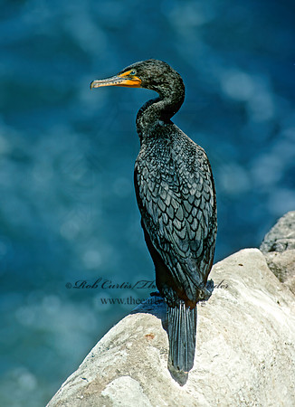 Annopterum auritum  DOUBLE-CRESTED CORMORANT 125034z