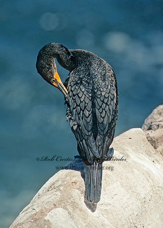Annopterum auritum  DOUBLE-CRESTED CORMORANT 125036z