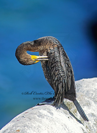 Annopterum auritum  DOUBLE-CRESTED CORMORANT 125102z