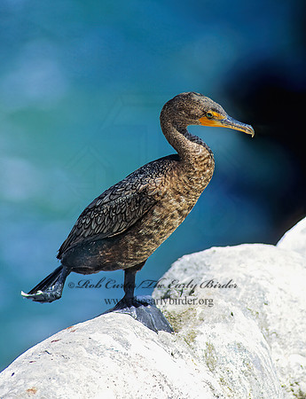 Annopterum auritum  DOUBLE-CRESTED CORMORANT 125105z