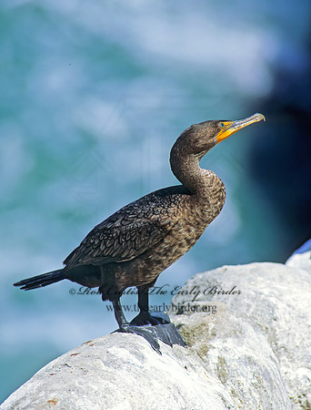 Annopterum auritum  DOUBLE-CRESTED CORMORANT 125106z