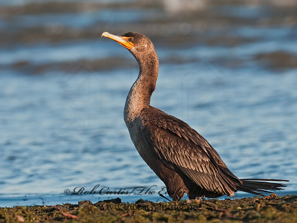 Annopterum auritum  DOUBLE-CRESTED CORMORANT 3004319z
