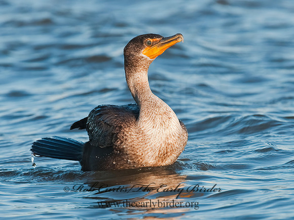 Annopterum auritum  DOUBLE-CRESTED CORMORANT 3004325z