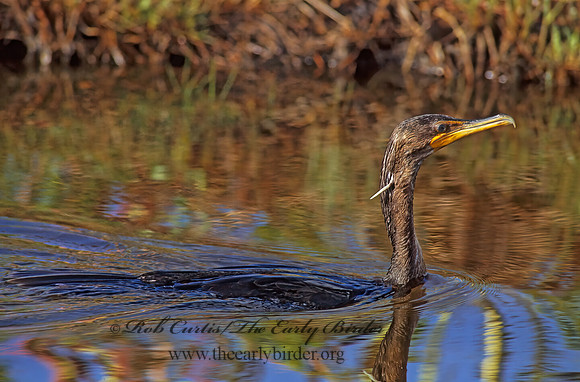 Annopterum auritum  DOUBLE-CRESTED CORMORANT 256115z