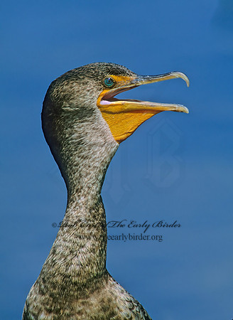 Annopterum auritum  DOUBLE-CRESTED CORMORANT 258614z