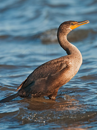 Annopterum auritum  DOUBLE-CRESTED CORMORANT 3004330z