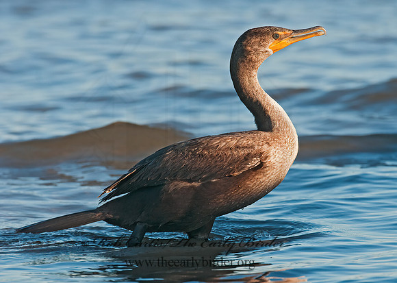Annopterum auritum  DOUBLE-CRESTED CORMORANT 3004332z