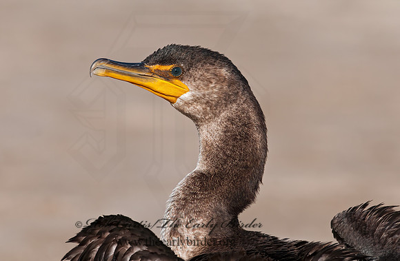 Annopterum auritum  DOUBLE-CRESTED CORMORANT 3004349z