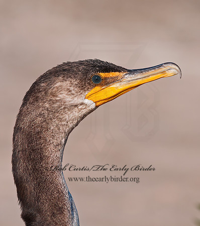 Annopterum auritum  DOUBLE-CRESTED CORMORANT 3004350z
