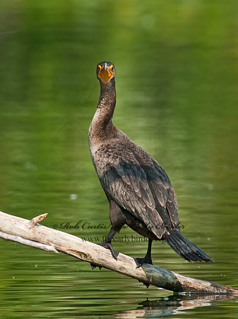 Annopterum auritum  DOUBLE-CRESTED CORMORANT 3009989z